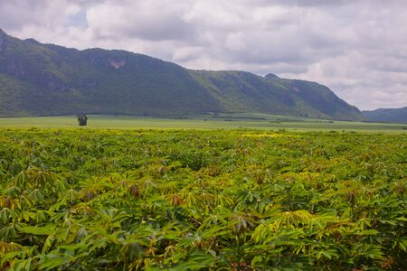 Green color of cassava farm in front of mountain background under cloudy sky located at west of Thailandの写真素材