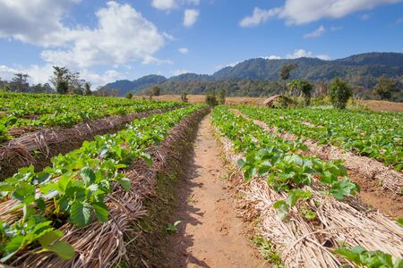 Strawberry green farm with background of mountain in north east of thailandの写真素材