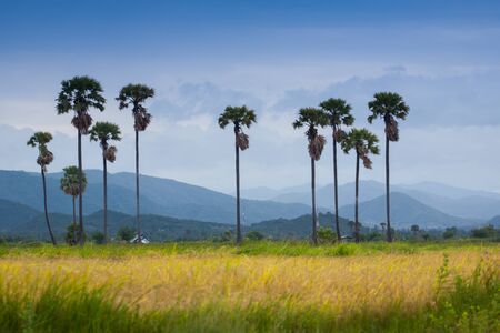 Long sugar palm tree standing in front of green grass behind mountain background located at south of Thailandの写真素材