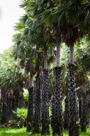 Toddy palm tree on farm located south of Thailandの写真素材