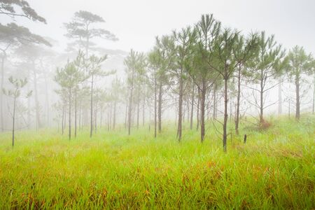 Big trees are standing in forest with foggy at rainy season in tropicana location at north of Thailandの写真素材