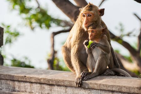 a brown color monkey stand on treeの写真素材