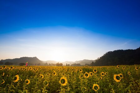 Colorful yellow of sunflowers with clear sky background at sunrise located mid of Thailandの写真素材