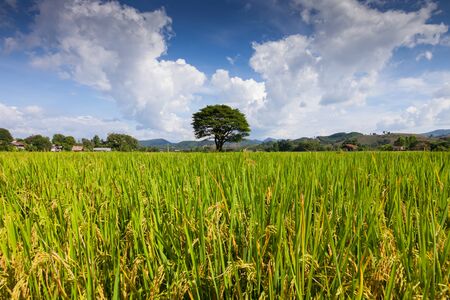 Rice field farm green and yellow color under cloudy skyの写真素材