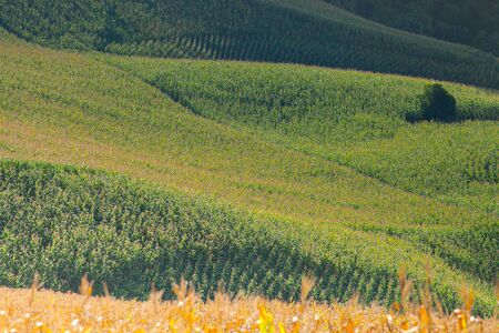 Corn farm in front of landscape view green mountain  under clear sky backgroundの写真素材