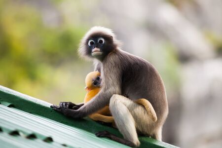 A snapshot of mother monkey with baby looking on top of green roof in Tropicana countryの写真素材