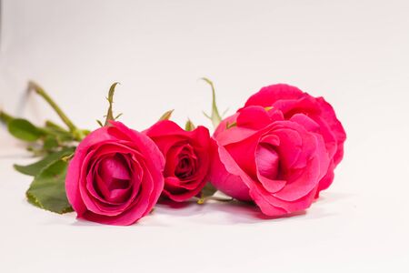 Colorful of closeup of fresh red rose on white backgroundの写真素材