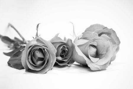 Abstract black and white color of rose with on plain white backgroundの写真素材