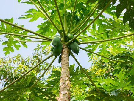 organic green papaya fruit treeの写真素材