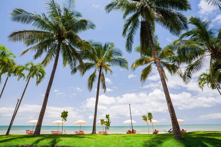 Coconut tree with sky at beach  in Tropicana location at sout of Thailandの写真素材