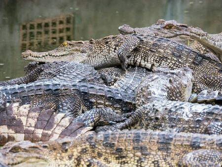 close up crocodile head is closing mount along the group