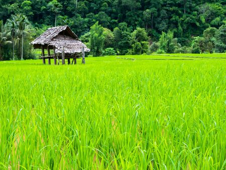 Top view of green grass of rice terrace located north of Thailandの写真素材