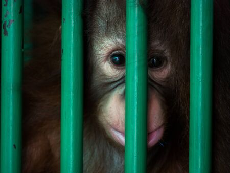 young chimpanzee is looking to outside from green cage
