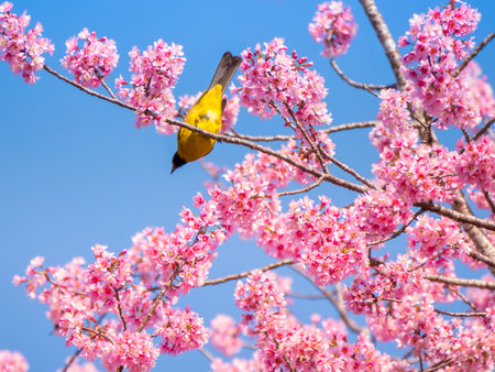 Bird with cheeryblossom background