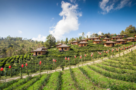 green tea farm with chines hut village on hill againts skyの写真素材