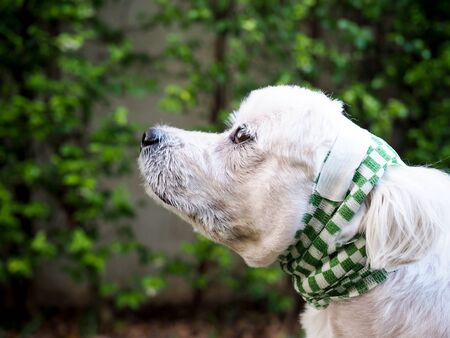 White old dog have surgical wound on ear and Sitting in garden with sad expression and painful pain