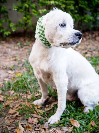 White old dog have surgical wound on ear and Sitting in garden with sad expression and painful painの写真素材