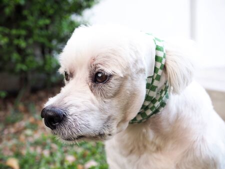 White old dog have surgical wound on ear and Sitting in garden with sad expression and painful pain