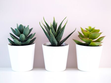 close-up of ornamental plants with cactus in white pot isolated on white background.