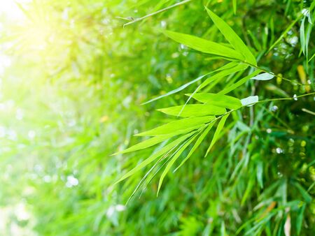 Background wallpapers from green leaves. Bamboo leaves in a refreshing gardenの写真素材