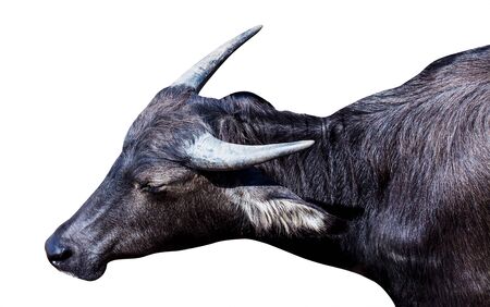 Close-up face of water buffalo isolated on white backgroundの写真素材