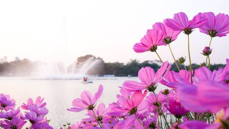 Beautiful wallpaper with pink cosmos flower in park at sunset.の写真素材