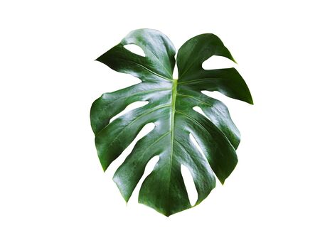 Tropical plant with monstera leaves isolated on white background with clipping path.の写真素材