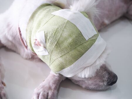 dog sick, has ear surgery wound and bandage on head. old dog is exhausted, suffering from lesion.の写真素材