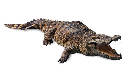 ferocious crocodile lying open mouth wide, and with scary fangs. di cut with clipping path isolated on white background.の写真素材