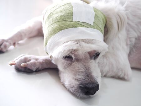 dog sick, has ear surgery wound and bandage on head. old dog is exhausted, suffering from lesion.の写真素材