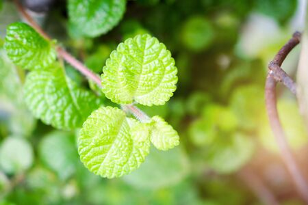 Mint leaves background leaf green plants with aromatic refreshed, peppermint wallpaper.