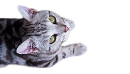 gray cat with cute kitten baner isolated on white background with copy space for design.の写真素材