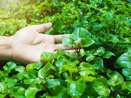 hydroponic farming with organic vegetable planting to healthy clean food
