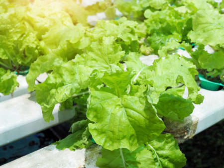 hydroponic farming with organic vegetable to healthy clean food.