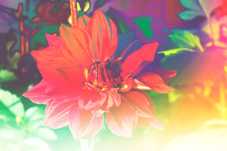 Dahlia close up with effectの写真素材