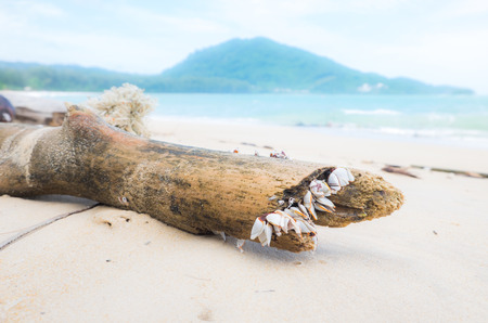 goose barnacle on the dead tree at the shore and heaped trash after rainyの写真素材