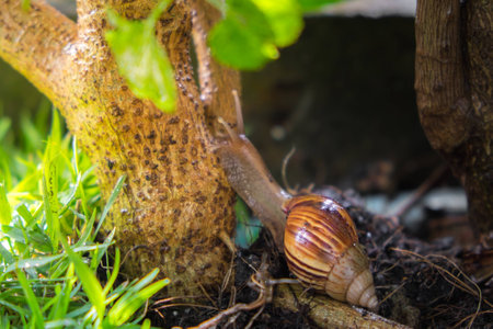 a snail clamber up to the tree at garden after rainy day,close-up