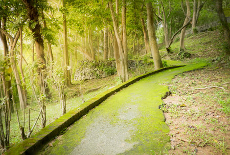 Moss on footpath all around and light sunrise in the morning at gardenの写真素材