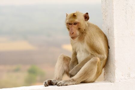 Portrait monkeyの写真素材