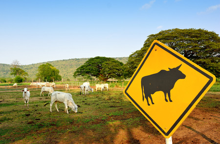 cows on the farm.の写真素材