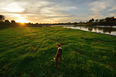 Stray dogs are waiting for donated food .の写真素材