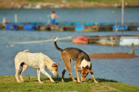Stray dogs are waiting for donated food .の写真素材