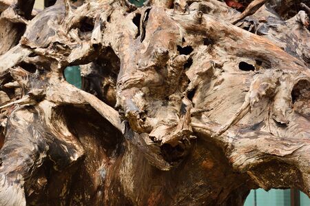 Closeup details and texture of tree roots.の写真素材