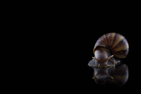 Close up snail on black backgroundの写真素材