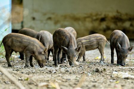 Wild boar pigletsの写真素材