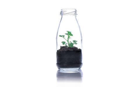 Small green tree in bottle on white background.の写真素材