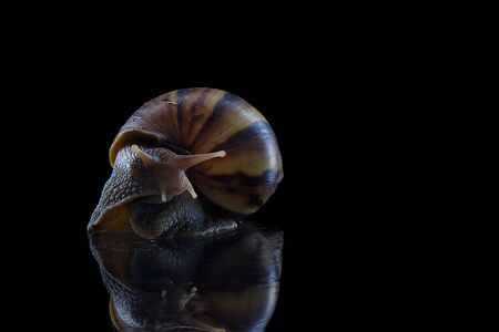 Close up snail on black backgroundの写真素材