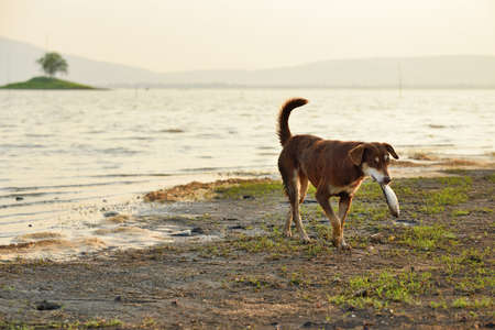 Stray dogs is carrying die fish in mounth.の写真素材