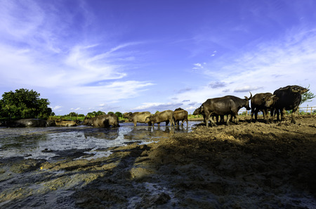 water buffalo walking to mud and blue sky