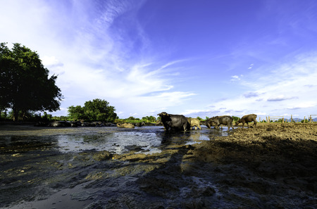 water buffalo in mud and blue sky
